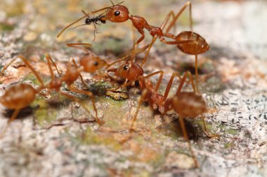 Küçük hata ve bahçede böcek