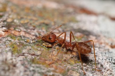 Küçük hata ve bahçede böcek