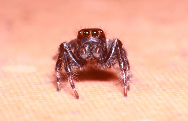 Kis ugrás pók az esőben erdő — Stock Fotó