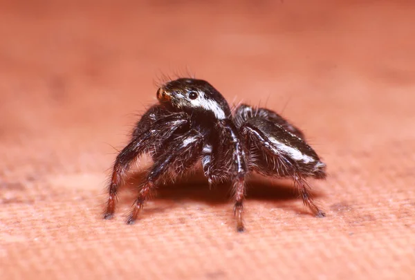 Aranha de salto pequeno na floresta tropical — Fotografia de Stock