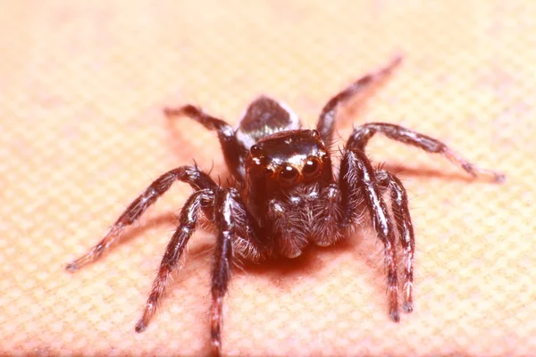 Kis ugrás pók az esőben erdő — Stock Fotó
