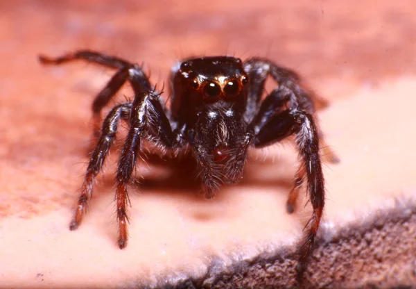 Kleine Springspinne im Regenwald — Stockfoto