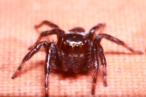 Kleine Springspinne im Regenwald — Stockfoto