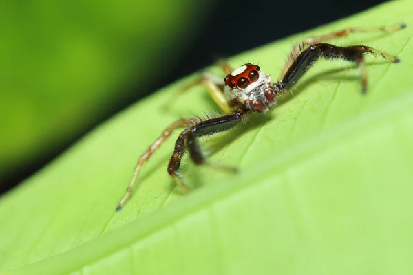 Litet hopp spindel i regnskogen — Stockfoto