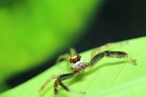 Mały skok pająka w lasach tropikalnych — Zdjęcie stockowe