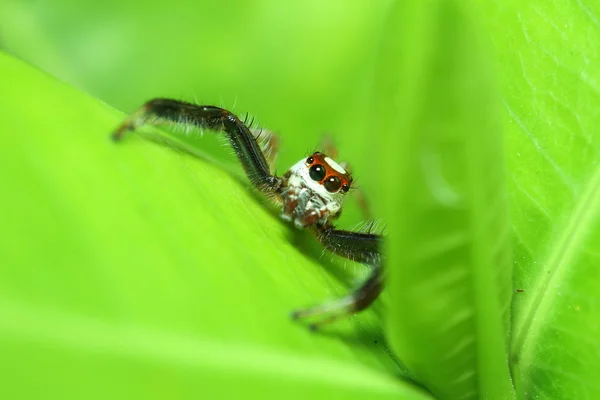 Невеликий стрибок павук в дощовому лісі — стокове фото