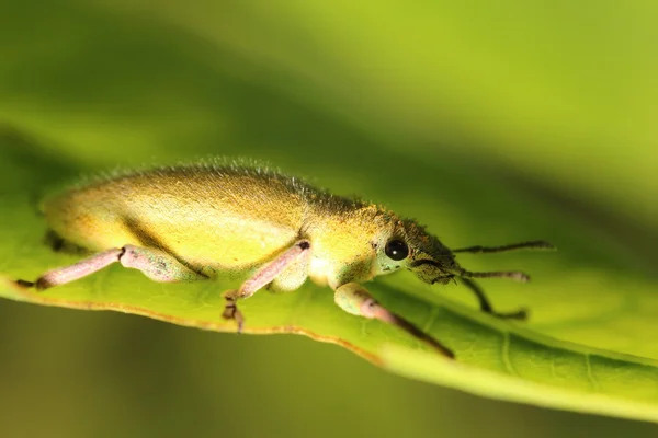 小さなバグや庭の昆虫 — ストック写真