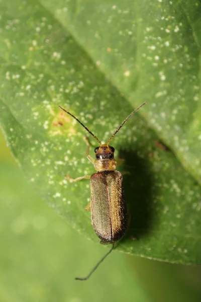 Pequeno inseto e inseto no jardim — Fotografia de Stock