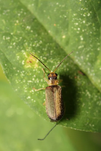 Pequeño insecto y insecto en el jardín —  Fotos de Stock