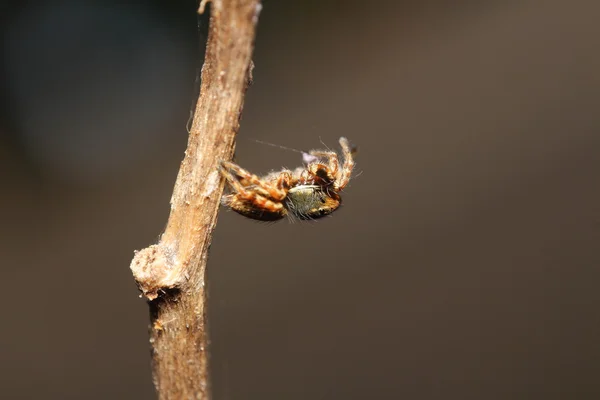 Small jump spider in rain forest — Stock Photo, Image