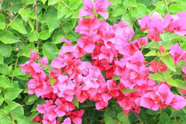 Bougainvillea çiçek bahçesinde