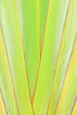  Gezgin palmiye desen