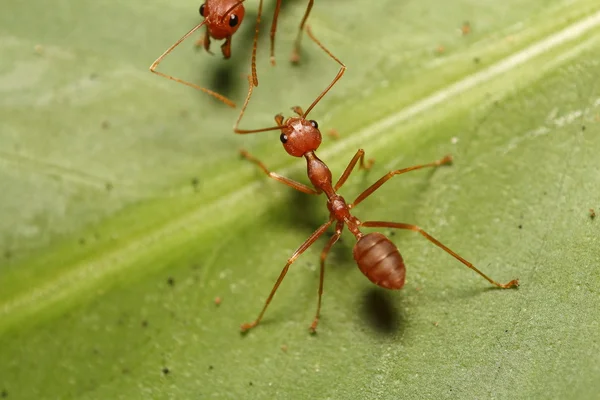 Ant working in garden — Stock Photo, Image