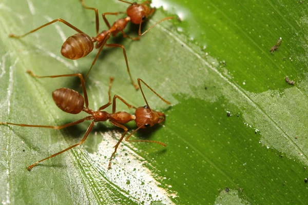 Ant working in garden — Stock Photo, Image