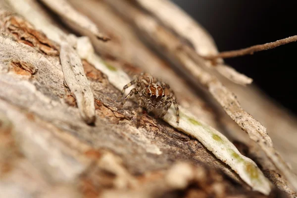 Araña de salto pequeño en la selva tropical — Foto de Stock