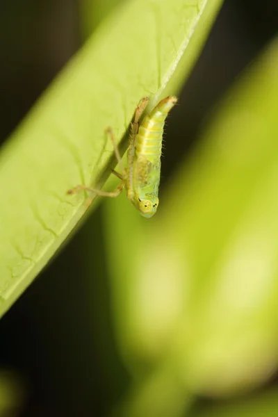 Piccolo insetto e insetto in giardino — Foto Stock