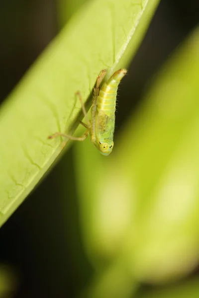 Pequeno inseto e inseto no jardim — Fotografia de Stock