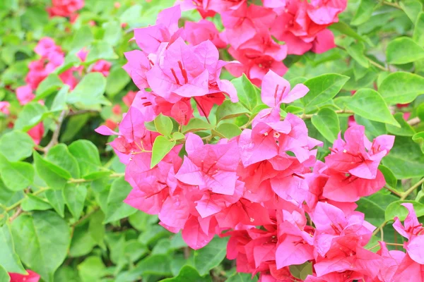 Bougainvillea çiçek Tayland