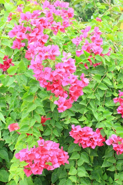 Popínavé květiny v zahradě — Stock fotografie