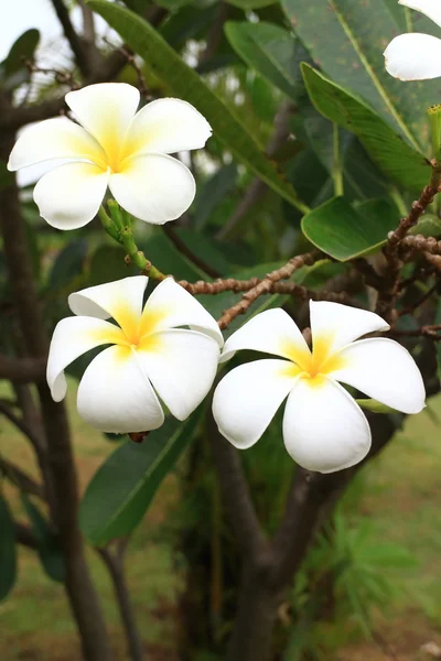 Thailändska tempel blomma — Stockfoto