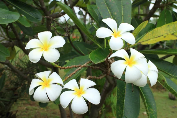 Temple thaïlandais fleur — Photo