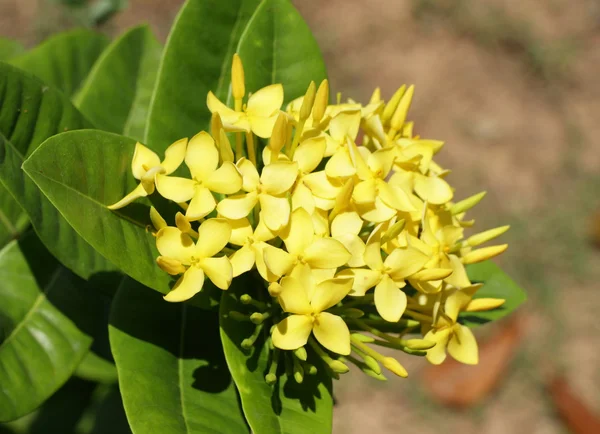 Ixora λουλούδι στον κήπο — Φωτογραφία Αρχείου