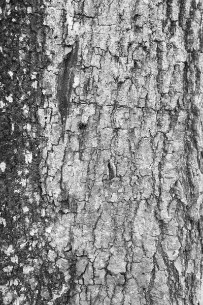 Детали кожи дерева — стоковое фото