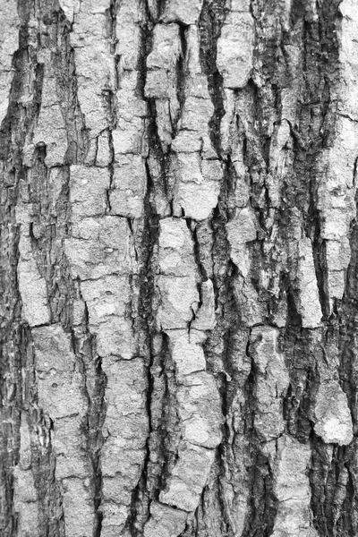 Детали кожи дерева — стоковое фото