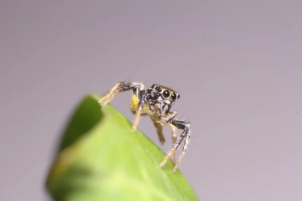 Saltar aranha no jardim — Fotografia de Stock