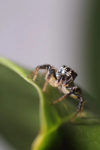 Стрибок павука в саду — стокове фото