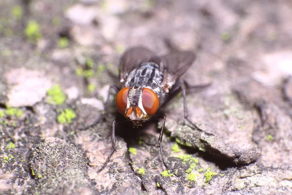 Pequeno inseto no jardim — Fotografia de Stock