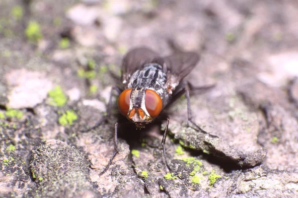 Pequeño insecto en el jardín — Foto de Stock