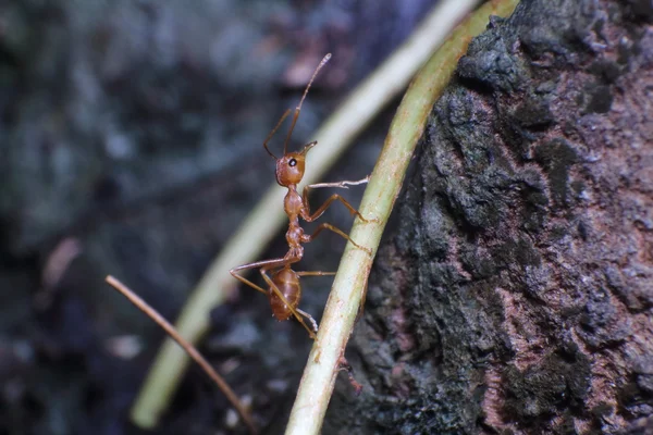 Bahçedeki küçük böcek