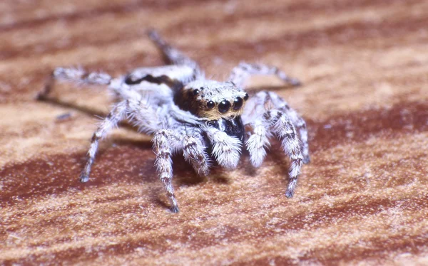 Bahçe örümcek atlama — Stok fotoğraf