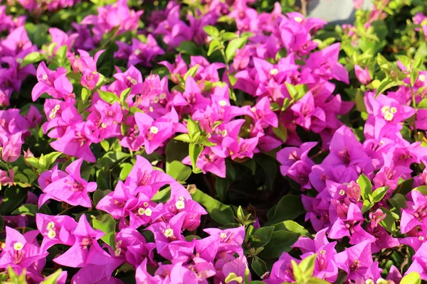 Bougainvillea Blume im Garten — Stockfoto