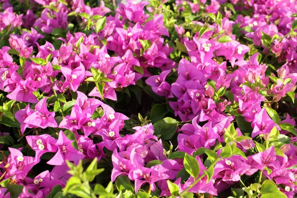 Bougainvillea květina v zahradě — Stock fotografie