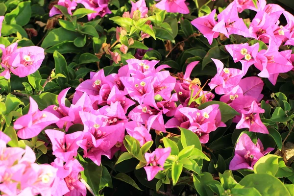 Bougainvillea květina v zahradě — Stock fotografie