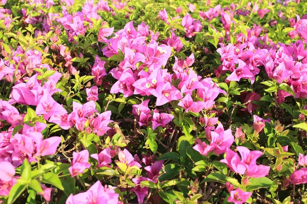 Bougainvillea květina v zahradě — Stock fotografie