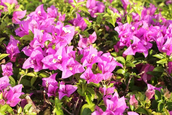 Flor de buganvilla en el jardín —  Fotos de Stock