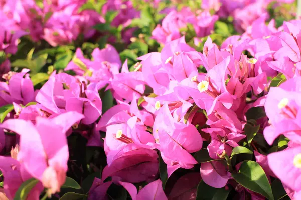 Flor de buganvilla en el jardín —  Fotos de Stock