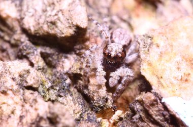 Küçük böcekler Bahçe Tayland