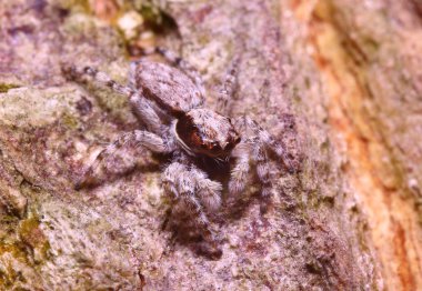 Küçük böcekler Bahçe Tayland