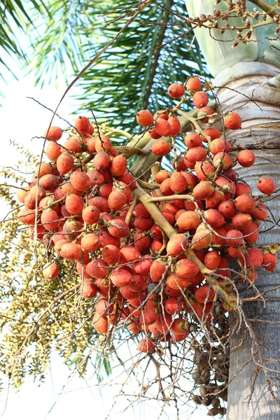 Palmfrüchte in Thailand — Stockfoto