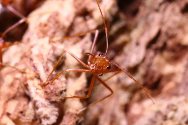 Маленький красный муравей на дереве — стоковое фото