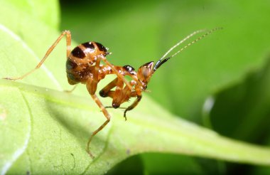 Çekirge yeşil bir bahçe içinde