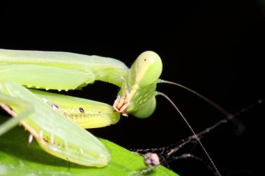 Çekirge yeşil bir bahçe içinde
