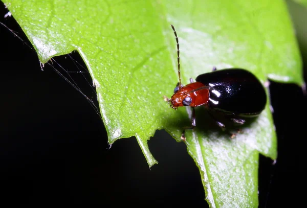 Vliegen insect in tuin — Stockfoto