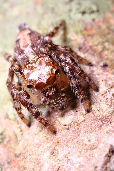 Aranha de salto pequeno — Fotografia de Stock