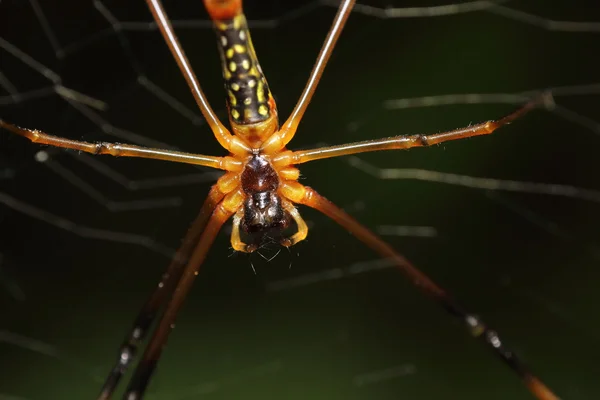 Small jump spider — Stock Photo, Image