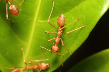 Ağaç üzerinde çalışan küçük kırmızı karınca